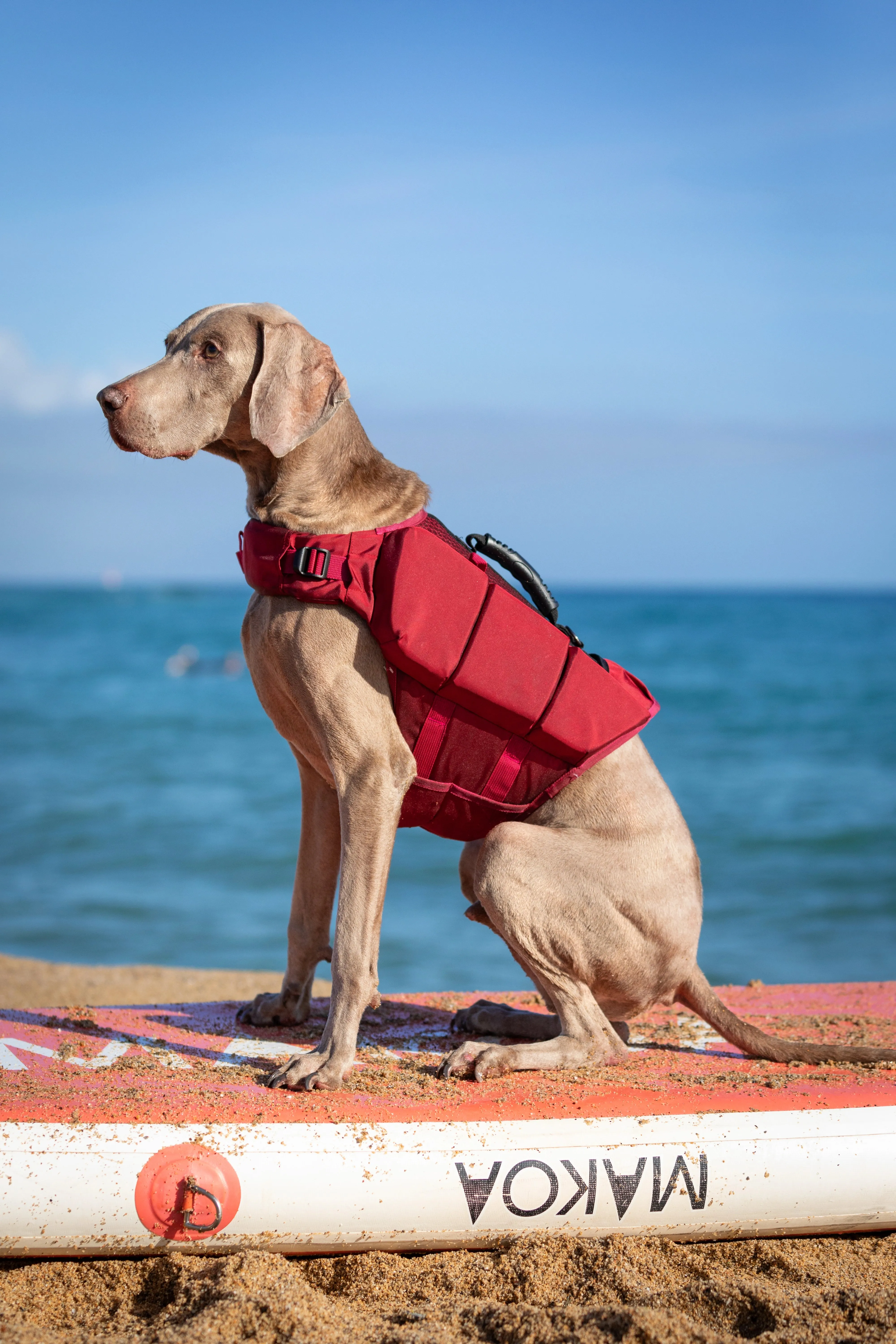 Human Standards Dog Lifejacket Design with 3x Foam for Maximum Buoyancy, Stability & Comfort - Red