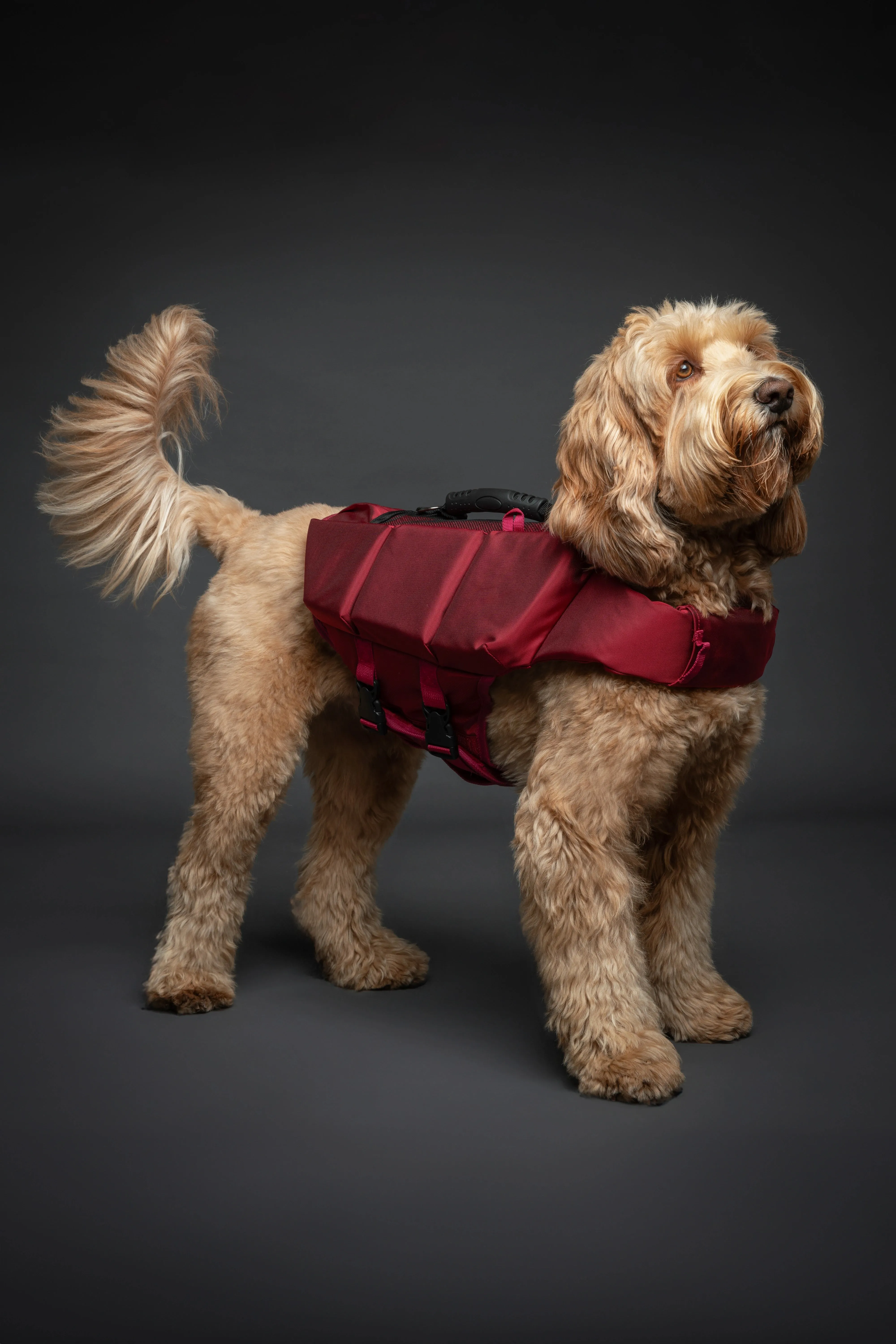 Human Standards Dog Lifejacket Design with 3x Foam for Maximum Buoyancy, Stability & Comfort - Red