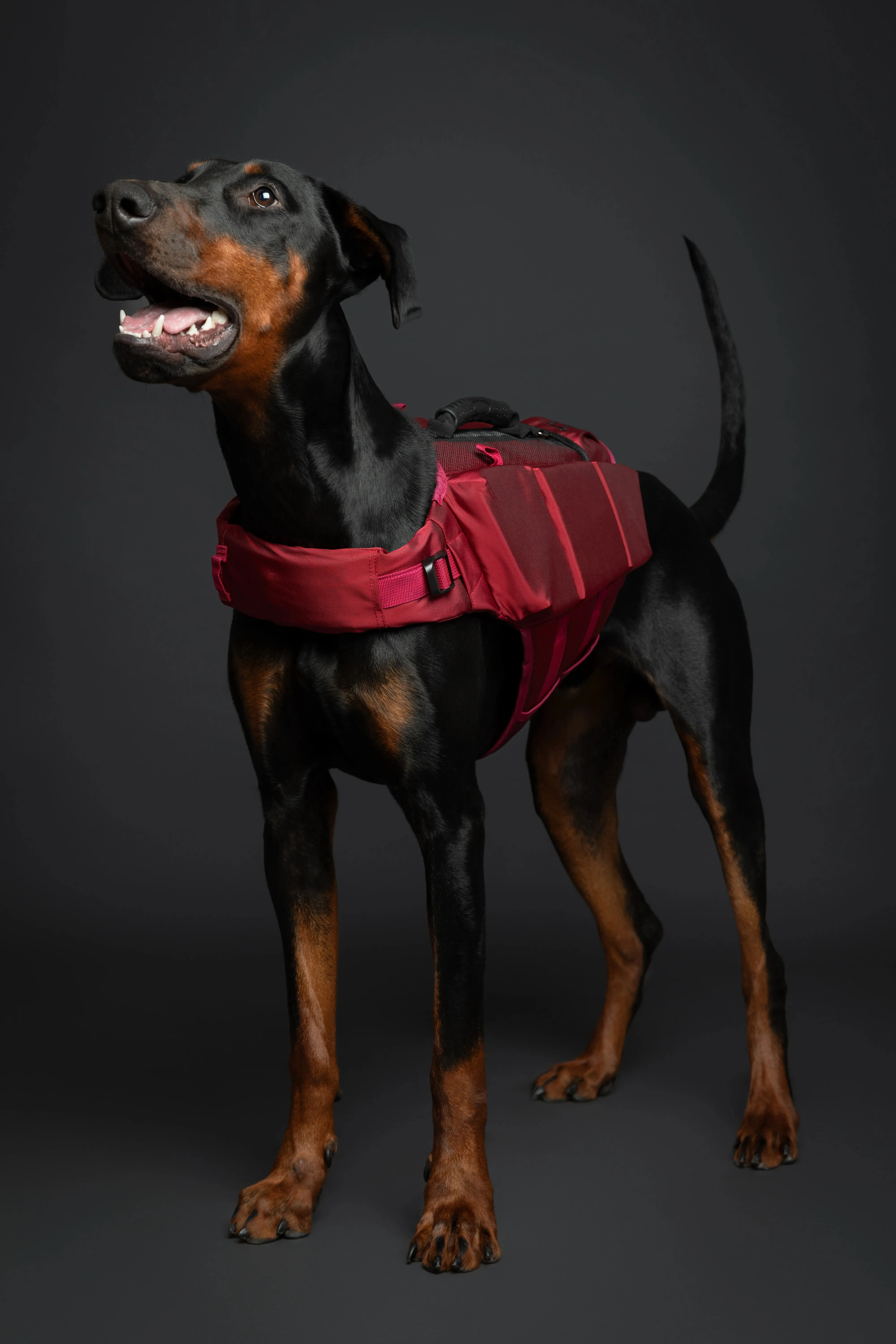 Human Standards Dog Lifejacket Design with 3x Foam for Maximum Buoyancy, Stability & Comfort - Red