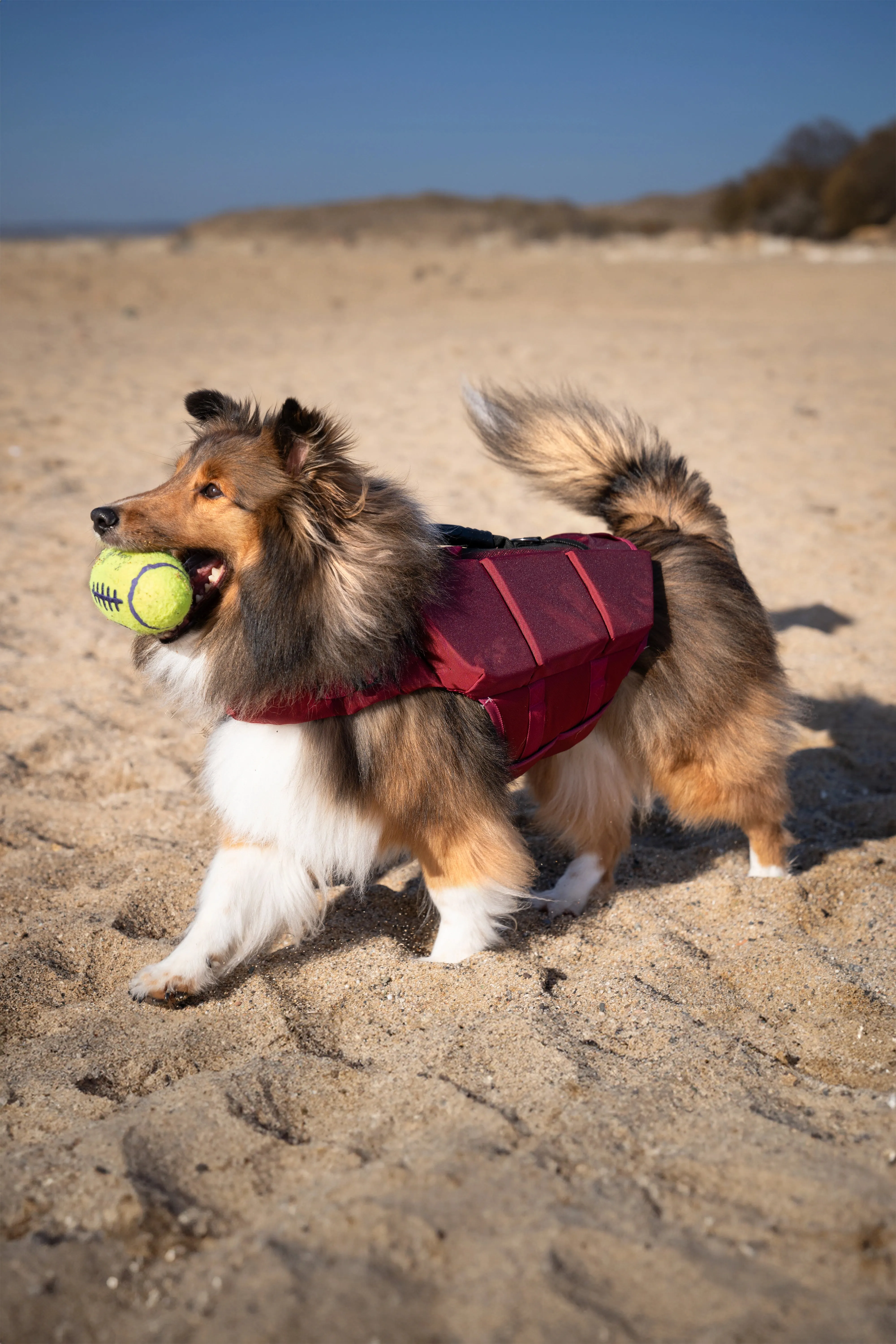 Human Standards Dog Lifejacket Design with 3x Foam for Maximum Buoyancy, Stability & Comfort - Red